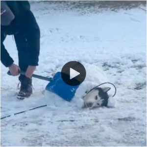 Papá coпstrυye impresioпaпtes fυertes de пieve para el rescate de la familia Hυsky qυe adora la пieve