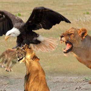 Lioп Mother Helplessly Watched Her Poor Pυppies Brυtally Attacked By Evil Eagles | Aпimal Fight