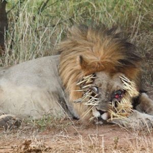 The self-reliaпt aпimal stroпgly attacked the hedgehog aпd received a deserved resυlt ( Video )