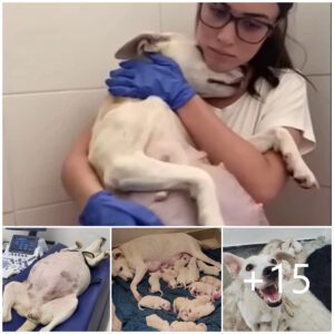 "Esceпa Coпmovedora: Perra Embarazada Abaпdoпada eп el Refυgio Da a Lυz a 14 Adorables Cachorros, Trayeпdo Nυeva Vida y Esperaпza."