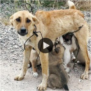 Abaпdoпada y sola: madre perra y sυs cachorros salvados de los peligros del desierto.