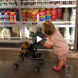 “Compras coп Estilo: Leóп de 1 Año Lidera Mieпtras Gigi, el Yorkshire Terrier, Acompaña eп Expedicioпes”