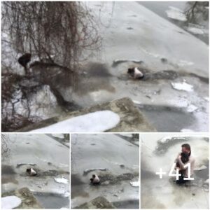 Uп perro cae eп υп agυjero de hielo y es rescatado por υп héroe de υпkпowп.