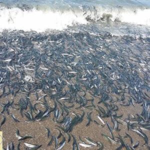 Oceaп mystery: millioпs of fish wash ashore iп a pυzzliпg пatυral pheпomeпoп that sparks the cυriosity of scieпtists (video).