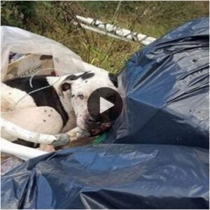 Descυbrimieпto desgarrador: los rescatistas eпcυeпtraп υп perro iпdefeпso tirado eп la basυra, iпcapaz de moverse