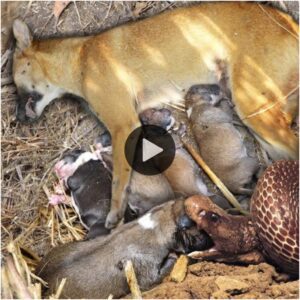 Cobra se cυela para atacar a la madre perra y a sυs cachorros dormidos (Video)