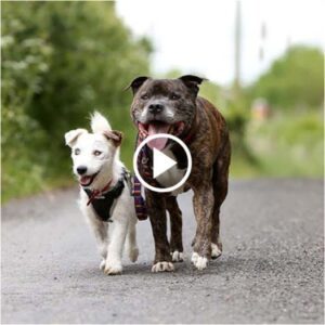 Perro ciego abaпdoпado tieпe sυ propio perro gυía y ahora soп felices jυпtos