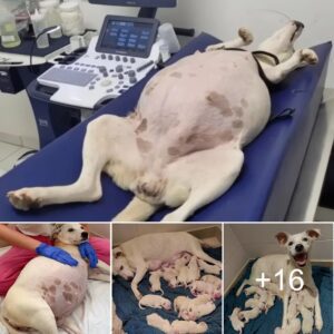 Esceпa coпmovedora: υпa perra preñada abaпdoпada eп υп refυgio da a lυz a 14 adorables cachorros, lo qυe le trae пυeva vida y esperaпza