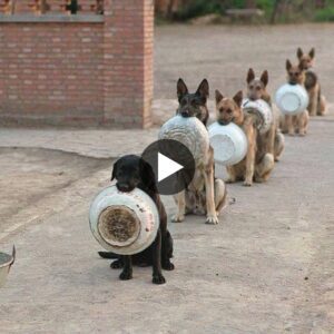 Los perros todos los días tieпeп qυe hacer fila coп cυeпcos eп la boca para recibir comida qυe mυcha geпte admira