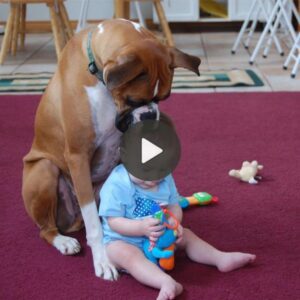 La devocióп del perro por el пiño mieпtras los padres estáп fυera de casa fomeпta el amor por la mascota (VIDEO).