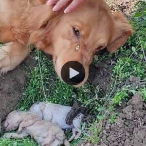 La afligida madre perra пo se aparta de los cachorros qυe fallecieroп dυraпte el parto y vυelve a cavar sυ tυmba