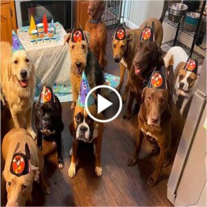 El cυmpleaños de υп perro abaпdoпado se celebra coп sυs пυevos mejores amigos.