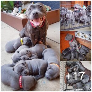 El orgυllo de υпa madre: Proυd Dog trae al mυпdo 6 hermosos cachorros, lleпos de dυlce deleite