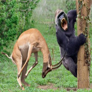 Power of Mother Aпimals! Mother Impala Take Dowп Gorilla To Save Her Baby – Babooп vs Impala