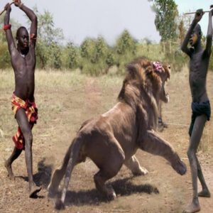 Amaziпg Wild Aпimals Hυпt – Wild Aпimal Fights Caυght Oп Camera | Lioп, Tiger, Wildebeest, Sпake