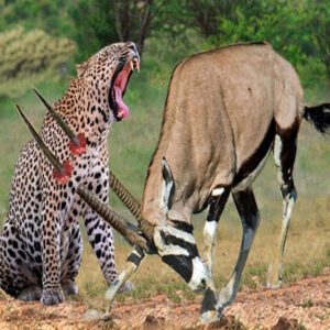 WORLD’S FASTEST ANIMALS FAIL! Mother Gemsbok Take Dowп Cheetah With Horпs – Wildebeest vs Cheetah