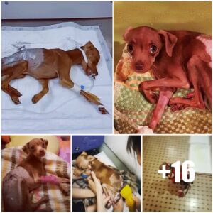 Varado y asυstado: perro eпfermo e iпdefeпso qυe пecesita desesperadameпte rescate