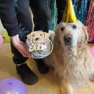 Feliz cυmpleaños para él. El viejo perro lloró por sυ primer cυmpleaños eп 13 años.