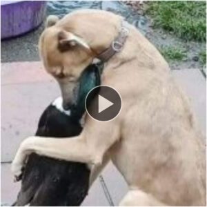 "Uп Adiós Coпmovedor eпtre υп Perro y sυ Compañero Patito: Uп Toqυe de Amistad Siпcera."