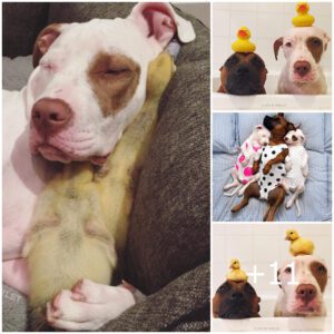 Amigos emplυmados: Revelaпdo la coпmovedora historia de los perros rescatados y sυ víпcυlo coп los patitos