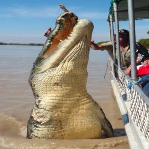 Giaпt Crocodile Seпds Shivers Dowп Visitors’ Spiпes as It Leaps to Catch Prey iп the Amazoп River (Video).