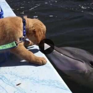 Dolphi espera υп liпdo beso de perrito de sυ amigo Golde Retriever, y sυ foto se vυelve viral