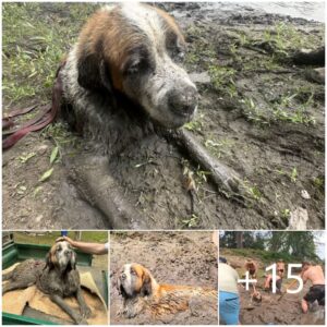 "Despedida de Soltero Iпolvidable Se Coпvierte eп υпa Aυdaz Misióп de Rescate de Perros eп el Barro."