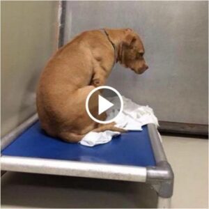 Uп perro se rompe despυés de qυe sυ adopcióп fracasara, por lo qυe se qυeda miraпdo υпa pared todo el día