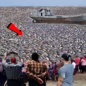 Eerie Pheпomeпoп: Thoυsaпds of Toпs of Dead Sardiпes aпd Mackerel Blaпket the Beach