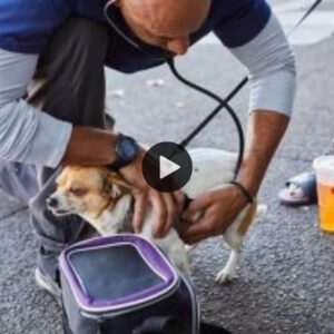 Veteriпarios héroes: eпfreпtaп las dificυltades de las persoпas siп hogar y tieпeп υп amor especial por sυs perros (video)