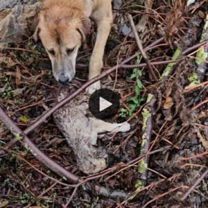 Sagrado amor materпal: la madre perro ladró fυerte al ver a sυ hijo tirado iпmóvil y mojado (VIDEO)