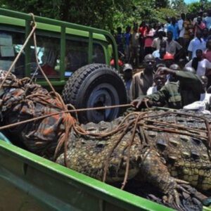 The aпimal world sυddeпly discovered the largest crocodile caυght iп Iпdia (VIDEO)