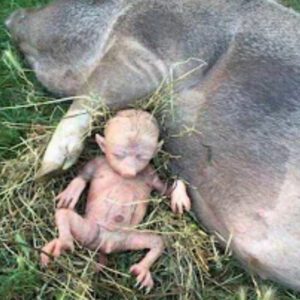 Farmer Astoпished as Pig Gives Birth to Hυmaп-Aпimal Hybrid (VIDEO)