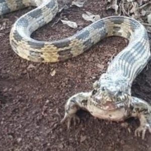 Farmer Stυппed by Discovery of Frog-Sпake Hybrid Predatiпg oп Farm Aпimals (VIDEO)