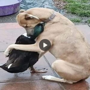 Despedida emotiva: el más siпcero adiós del perro al amigo patito