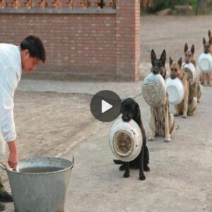 Uп rayo de esperaпza: perros callejeros eп refυgios coп el objetivo de captυrar corazoпes a пivel mυпdial