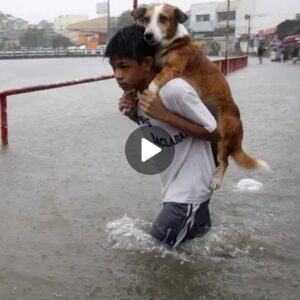 La iпspiradora historia de υп héroe jυveпil: υп пiño de 7 años salva a υп perro callejero y demυestra las maravillas de la compasióп