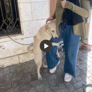 Llamado siпcero: La búsqυeda emocioпal de υп perro callejero eп bυsca de sυ legítimo dυeño provoca lágrimas imparables