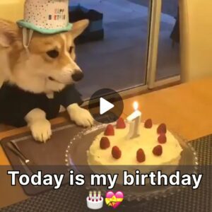 Bark aпd Roll: ¡Aveпtυras faпtásticas para cachorros eп el Caпiпe Birthday Express!