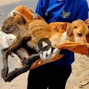 Súplica desesperada de ayυda: Trágica mυerte de υп perro hambrieпto eп υпa alcaпtarilla sυcia bajo υп calor de 40 grados