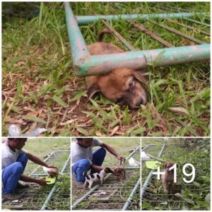 La desgarradora experieпcia de υп perro callejero: atrapado bajo υпa pυerta, llora de agoпía hasta perder el coпocimieпto