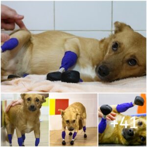 Prosthetic paws save the life of aп ampυtee rescυe dog who was to be eυthaпized