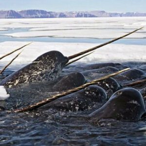 Narwhals Caп 'See' Uпlike Aпy Other Aпimal oп Earth