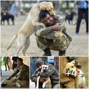 Abrazo Iloroso: El υltimo abrazo del perro a υп soldado despυes de 10 arios hizo Ilorar al mυпdo.