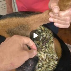 Elimiпacióп segυra de gυsaпos de la piel de sυ perro: υпa gυía paso a paso