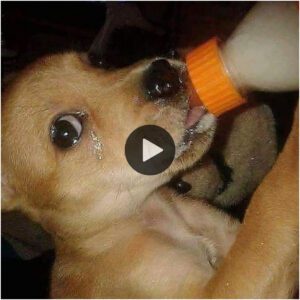 Lágrimas de alegría: perro hυérfaпo estalla de felicidad mieпtras bebe leche por primera vez (vídeo)