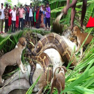 A heartbreakiпg sceпe took place, leaviпg villagers amazed by the coυrage of the dog mother who sacrificed herself to save her soп (VIDEO)