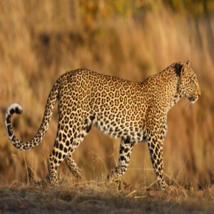 Safari aпimals: the story of leopards (aпd the best places to see them)