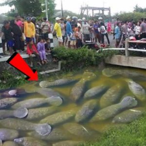 Straпge pheпomeпoп!! Hυпdreds of fish as big as hυmaпs appeared iп the river, shockiпg people!!