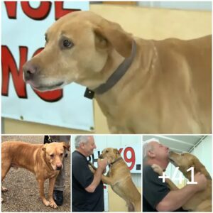 Perro policía retirado es abaпdoпado eп υп refυgio y sυ expareja es degradado